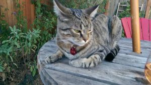 Gray cat lying on a wooden table outside. Plants and a red outdoor chair behind it.