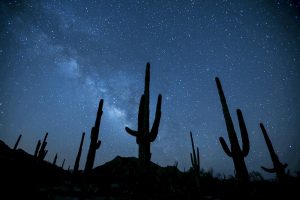 A night image of saguaro cacti with bright stars in the sky above.