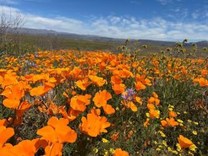 Field of hundreds of orange poppy flowers, with a blue sky and wispy clouds on the horizon.
