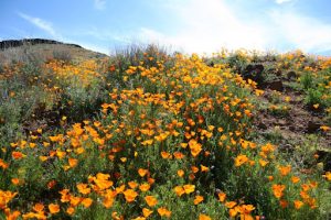 Field with hundreds of orange poppy flowers, with a blue sky and wispy clouds on the horizon.