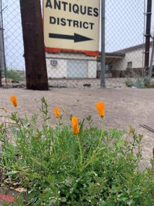 Small clump of orange poppy flowers out of a sidewalk crack, with buildings and a sign with an arrow pointing right and the words "antiques district" in the background.