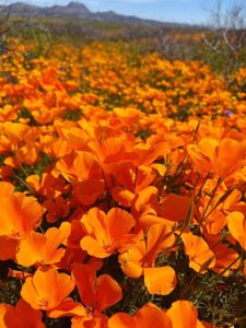 Close-up of hundreds of orange poppy flowers, with blue sky visible on the horizon.