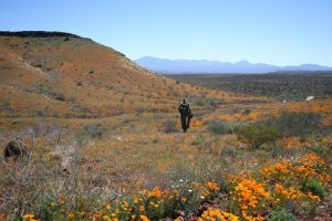 Desert field with a cactus in the middle, in the distance, and thousands of orange poppy flowers, with a blue sky on the horizon.