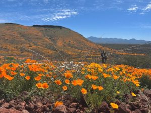 Desert hillside with a cactus in the distance, and ground covered with thousands of orange poppy flowers. The sky is blue on the horizon.