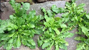 Leafy green plants grow among stones.