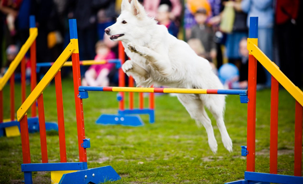 A dog jumping over a hurdle in a dog agility contest.