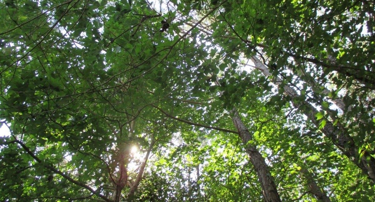 Sunlight filters through the green, leafy branches of a tree canopy.