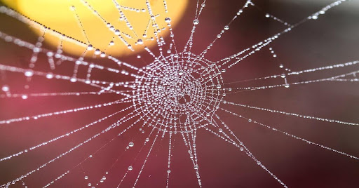 Complex spider web filling the entire frame, with some glistening water drops on the threads.