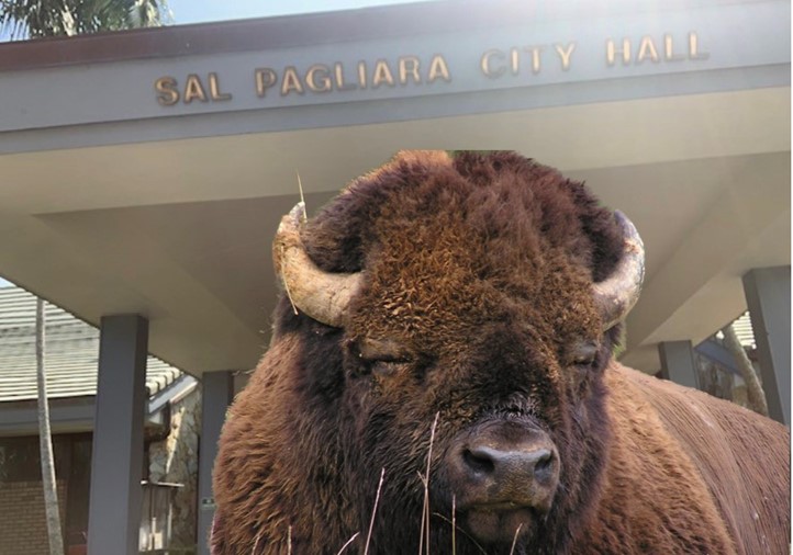 A bison in front of Sal Pagliara City Hall.