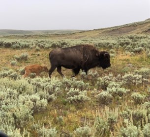One bison grazing in a meadow.
