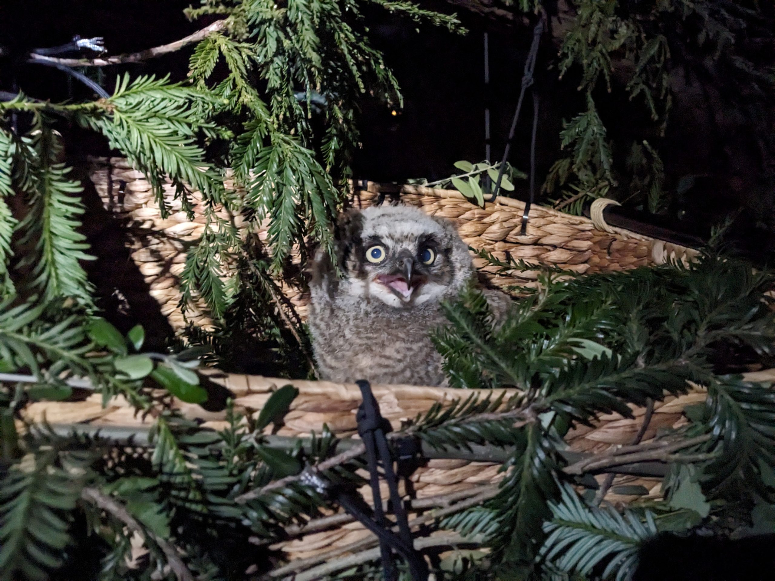baby owl in rescued in basket
