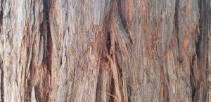 Redwood bark in Fairfax, Calif.