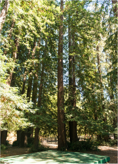 Peri Park Trees