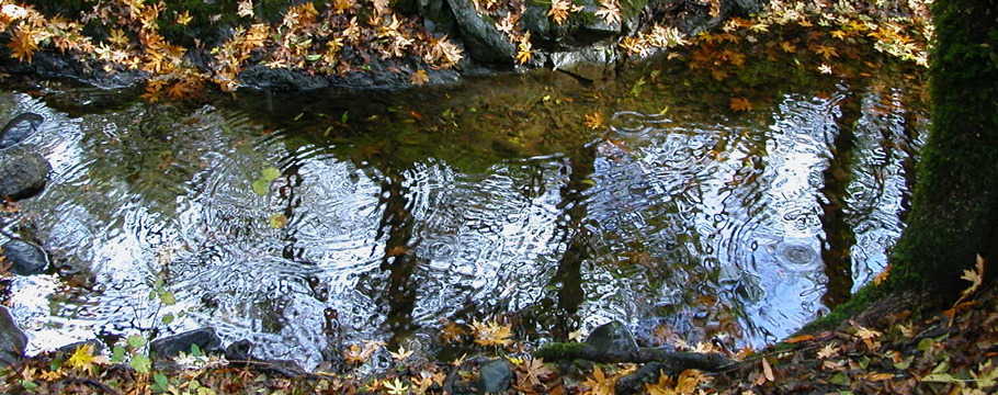 Rain Puddle