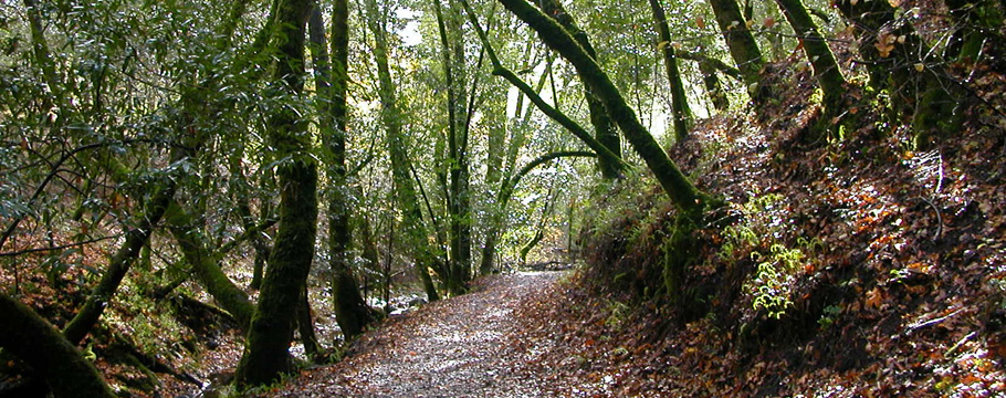 Bay Tree Trail