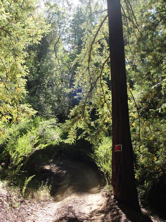 redwood grove