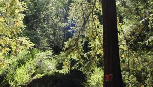 Redwood Trees