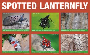 Spotted Lantern Fly