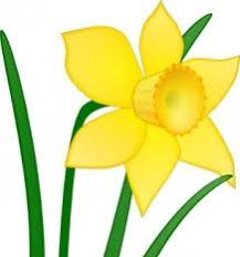 daffodil 5