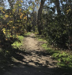 A photo of a forested trail.