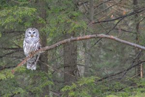 Barred Own in a Tree