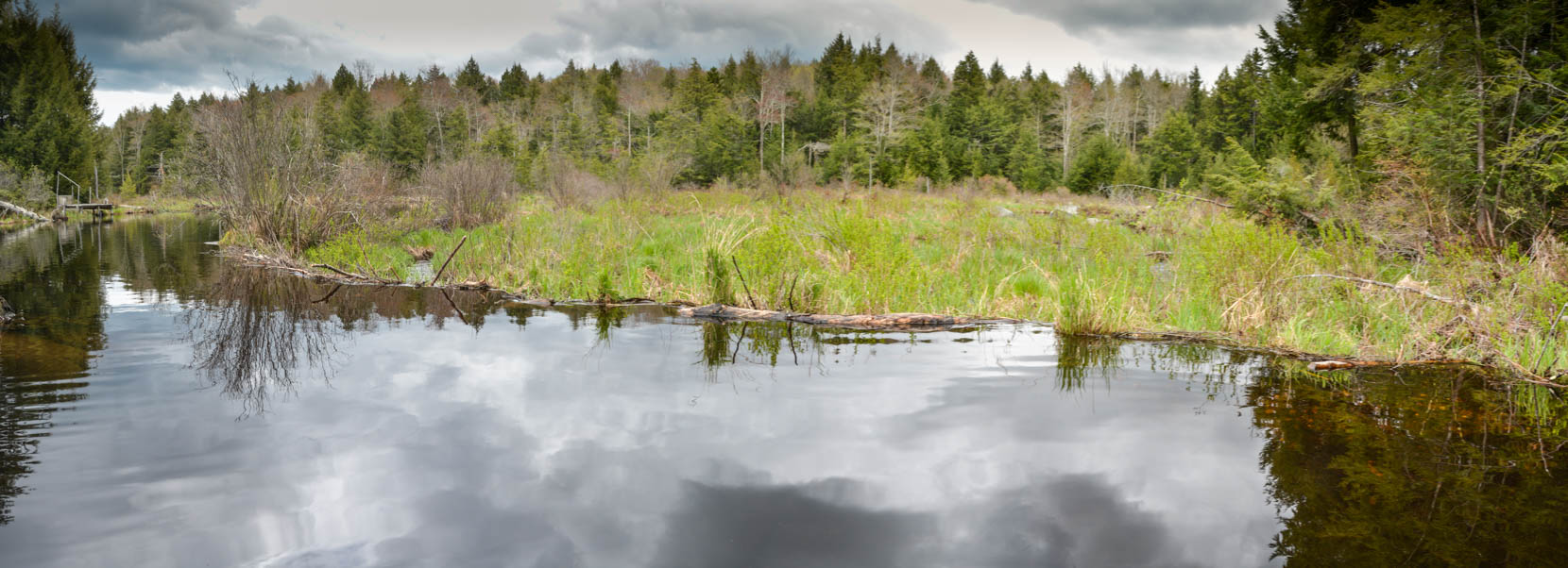 Webster Brook Wetland