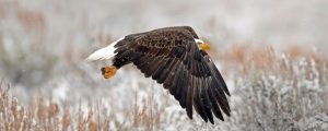 Bald Eagle over field