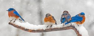 Eastern Bluebirds in winter