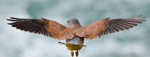 American Kestrel