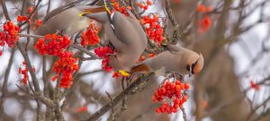 Bohemina Waxwings in berries