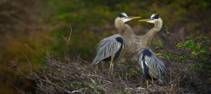 Great Blue Herons in Marsh