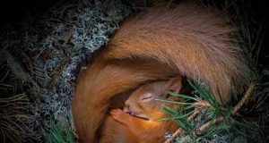 Red Squirrel Sleeping