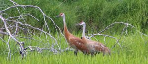 Sandhill Cranes in marsh