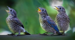 Eastern Bluebirds