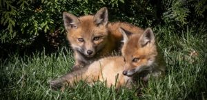 Red Fox youngsters