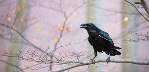 Common Raven Image