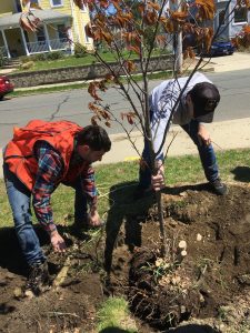 Image of Conservation Director Yoni Glogower and Councilor Peter Tallman planting a tree