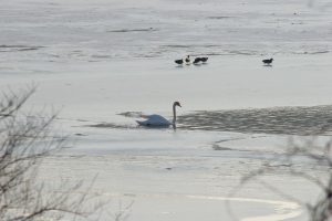 Swan and ducks on a lake at Grand Valley.