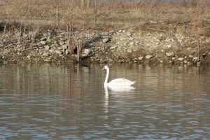Swan on a lake at Grand Valley.
