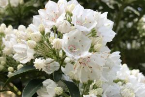 White flowers at Rowe Arboretum.