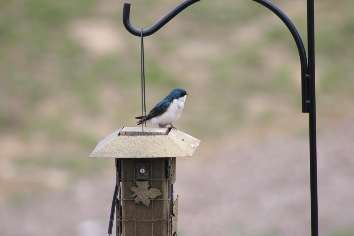 Bird on bird feeder.