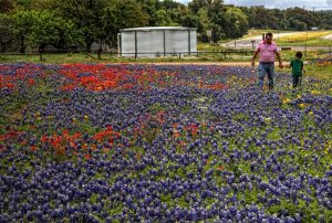 Wildflowers