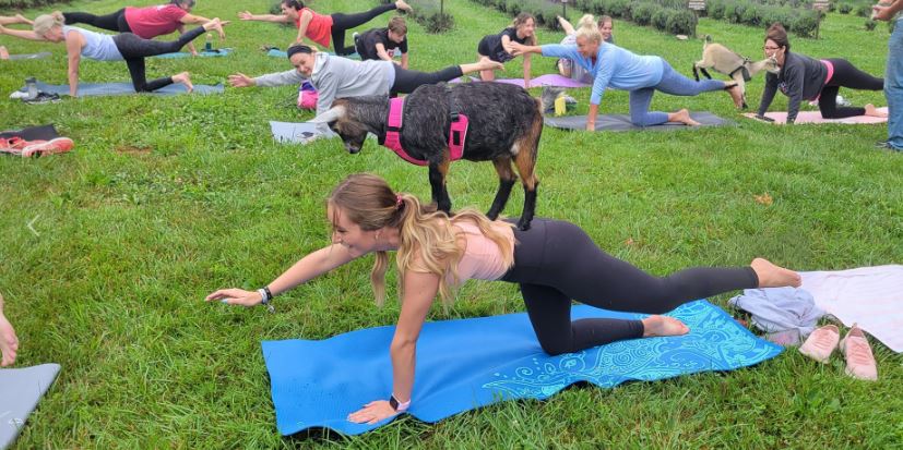 Girl doing yoga with goat on her back