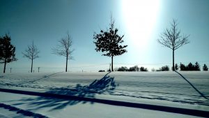 Delco Winter Trees