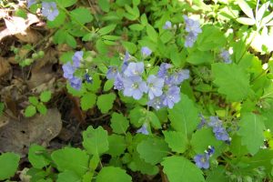 Wildflowers