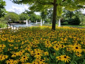 lincoln park flowers