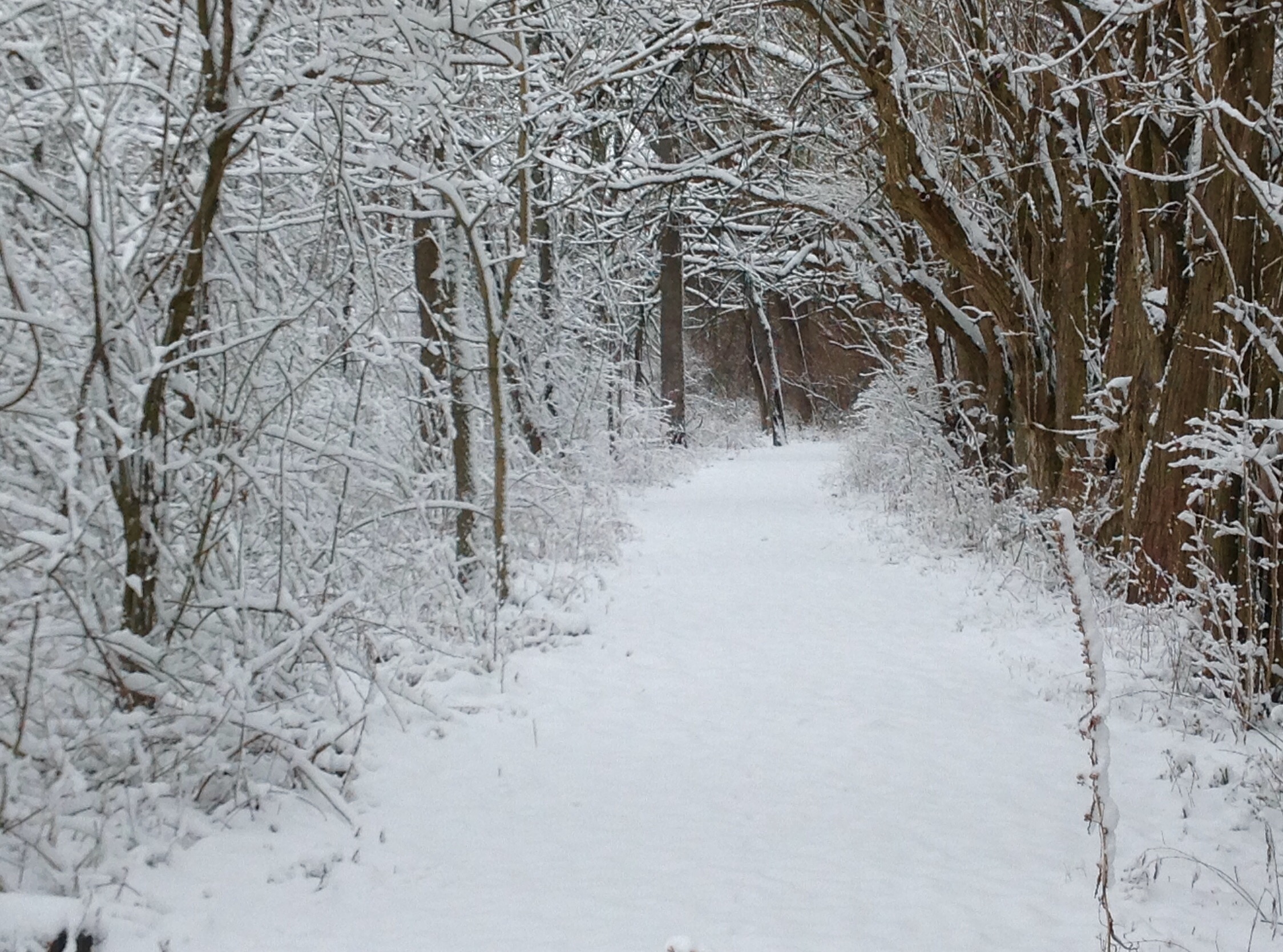 pondview winter path