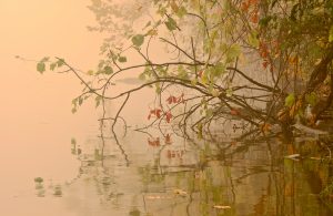 tree in water