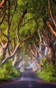 trees and road