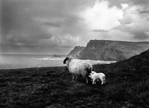 sheep by ocean